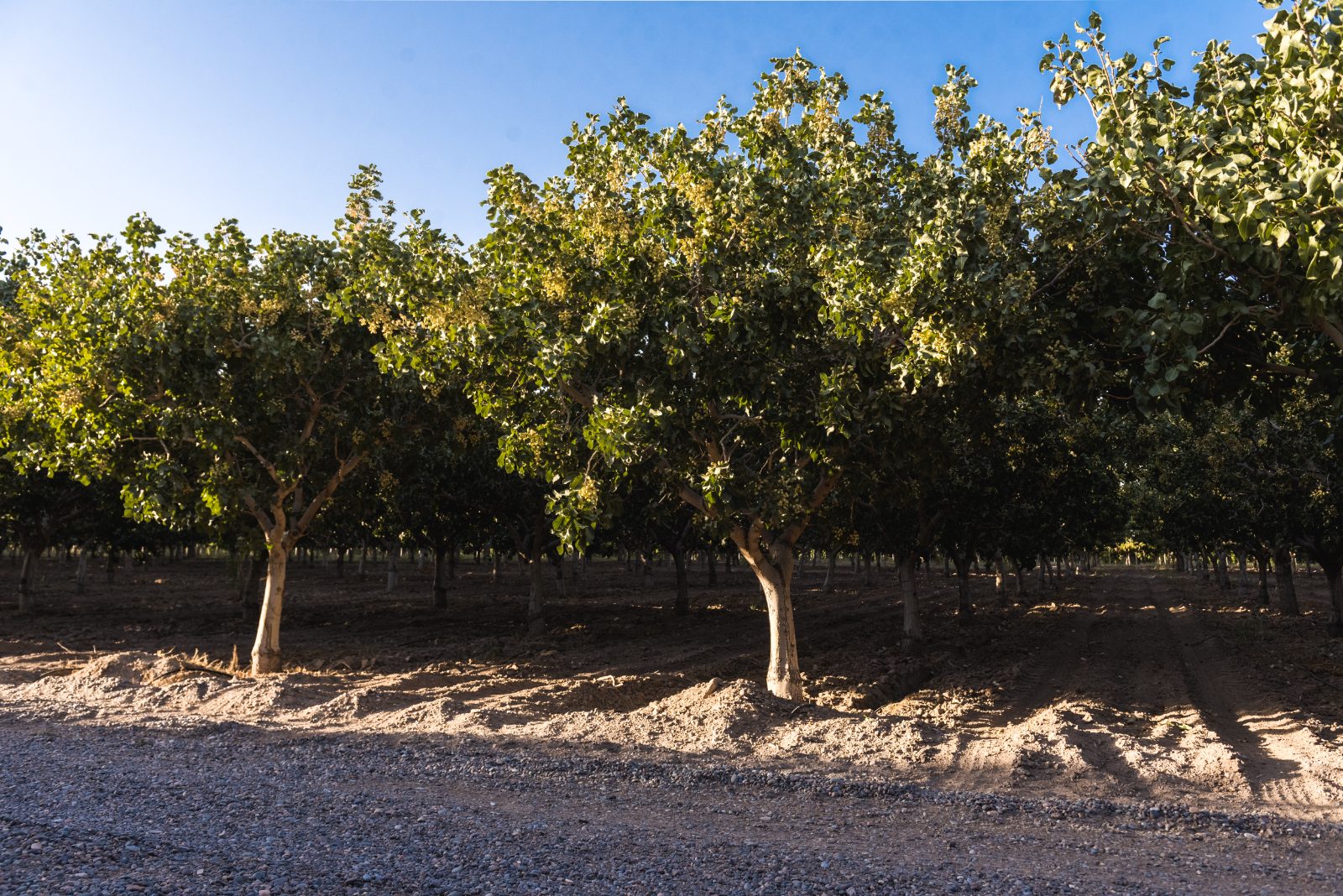 Fincas de pistacho en distintas etapas de desarrollo