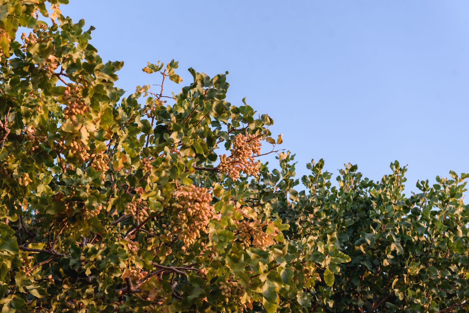 Fincas de pistacho en producción