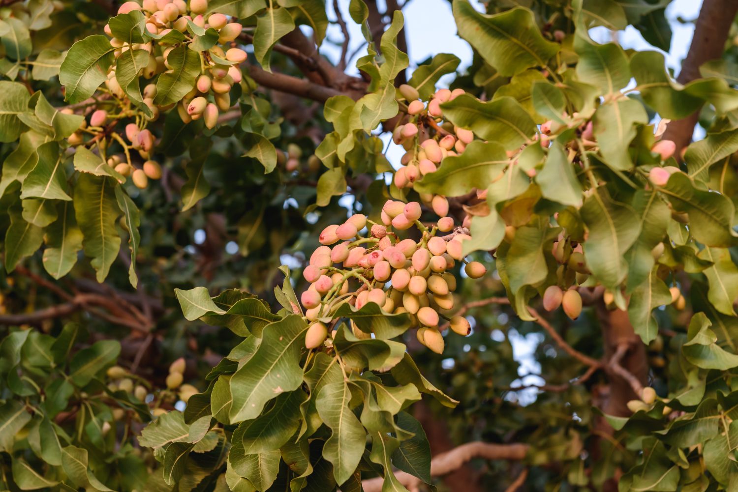Detalle de fruto de pistacho en la planta