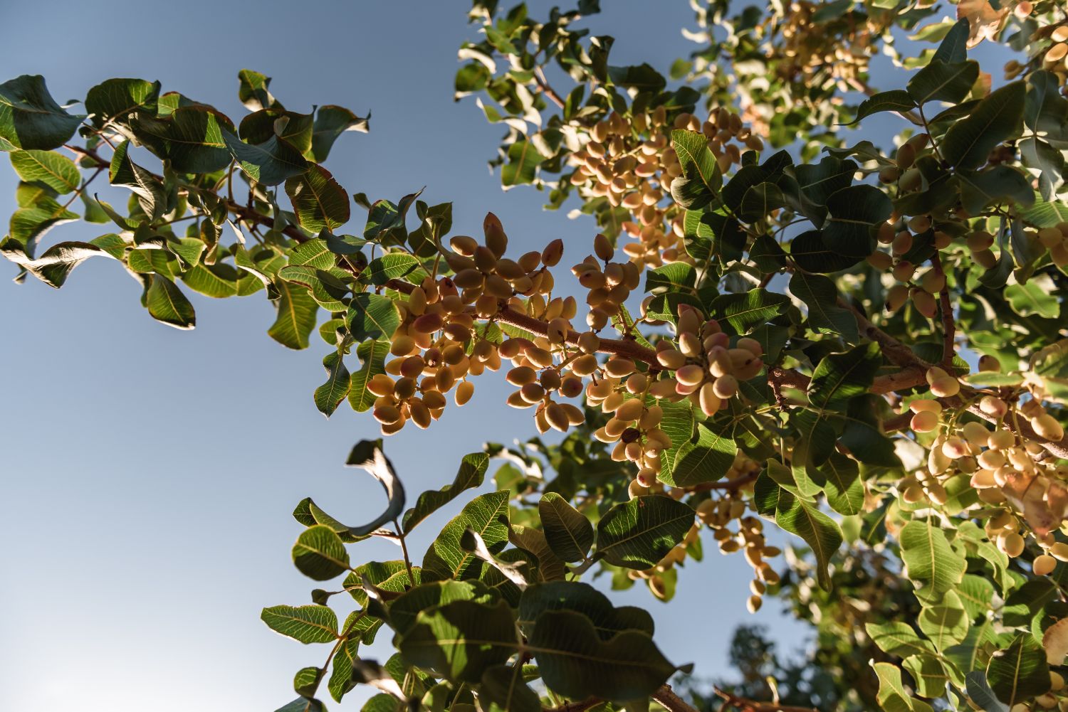 Árboles de pistacho con fruto contra el cielo en la finca