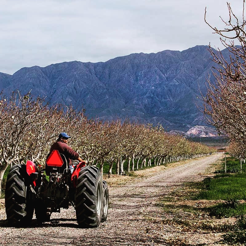 Tractor entre filas de pistacho con las montañas de San Juan al fondo