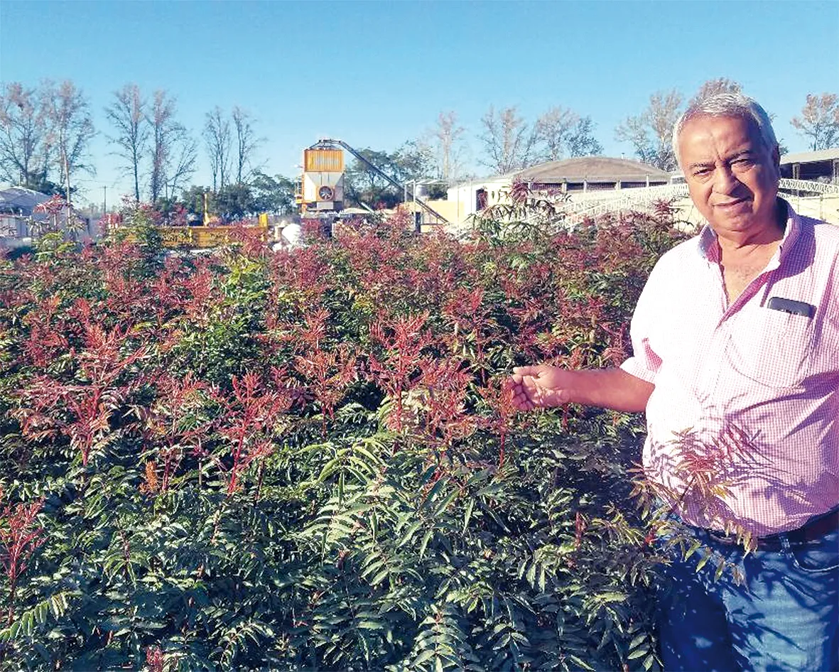 Productor mostrando plantines de pistacho en el vivero, con la planta procesadora al fondo