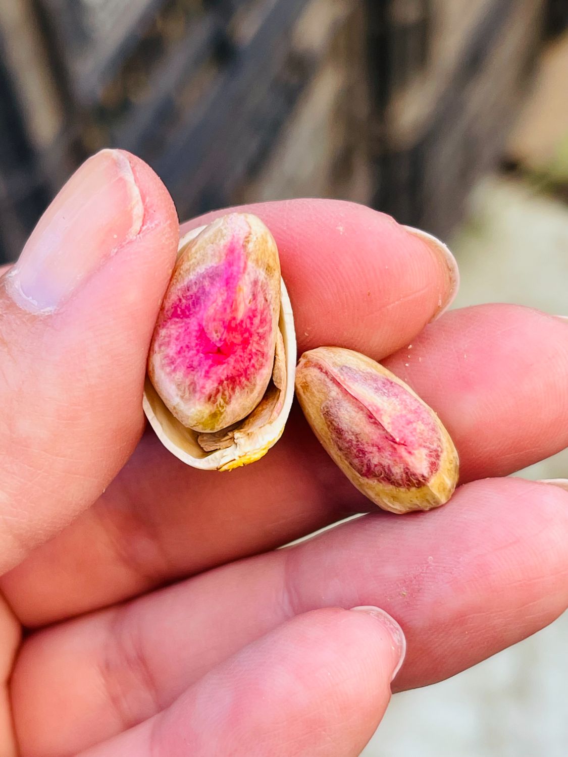 Fruto de pistacho en la mano