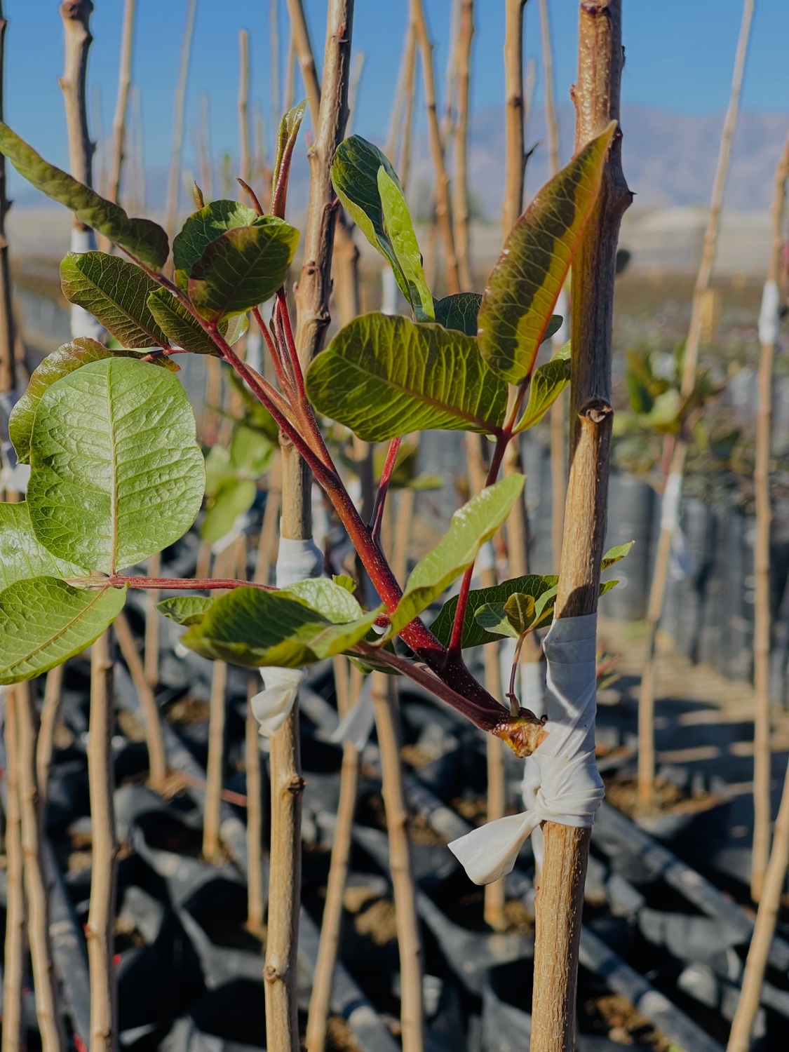 Árboles de pistacho injertados listos para plantar