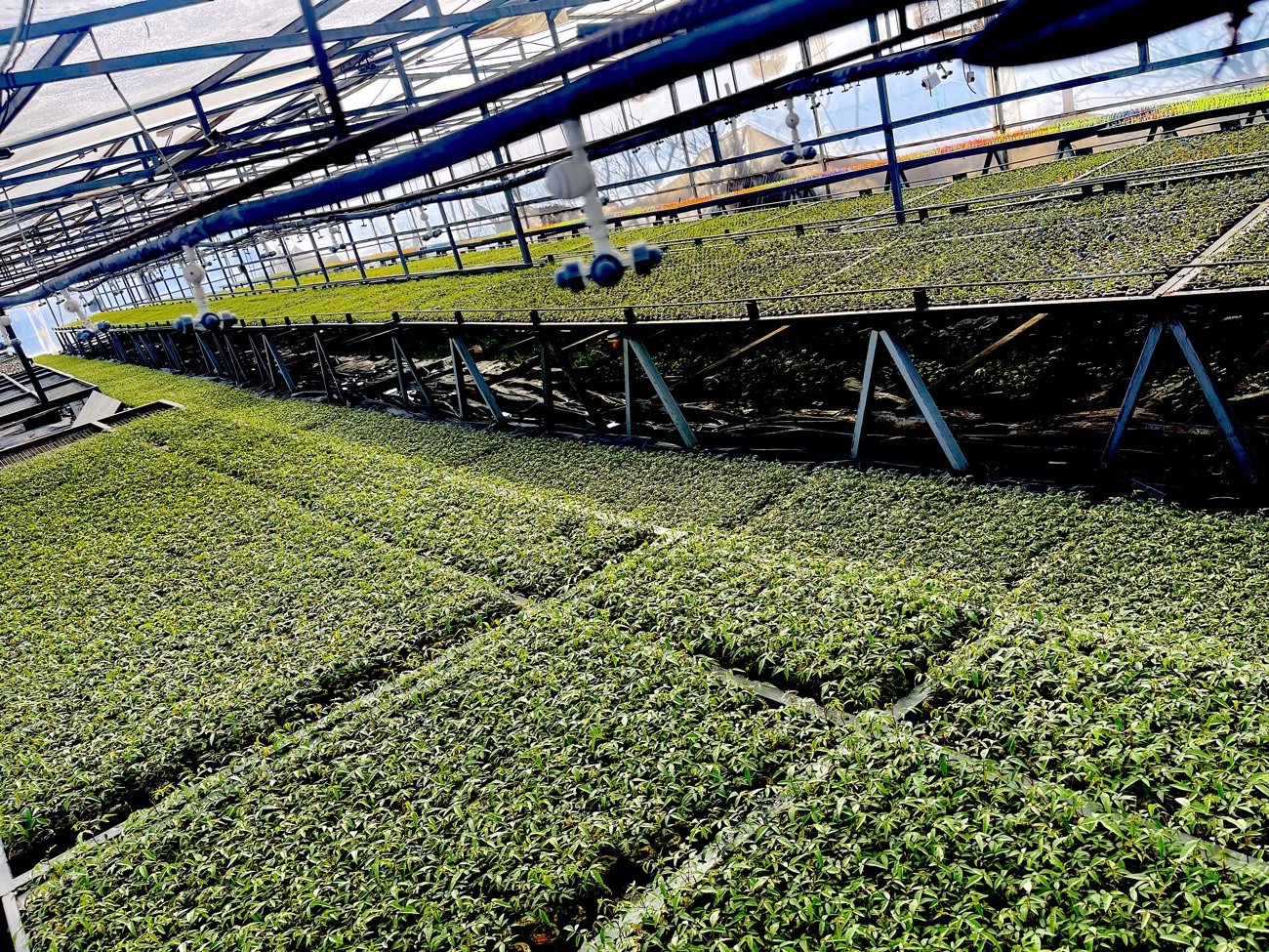 Plantines de pistacho injertados en el vivero de Pisté