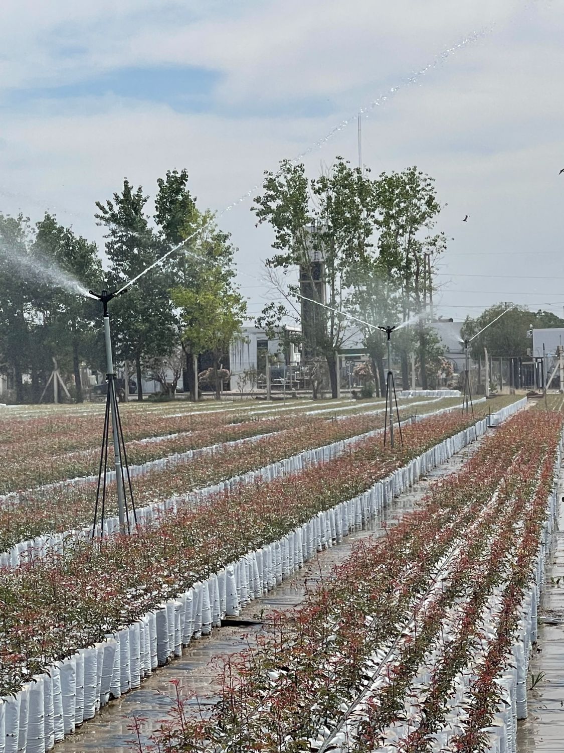 Filas del vivero productivo de pistacho